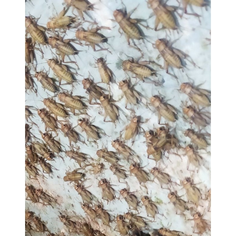 telur jangkrik madu karet super 8 ons