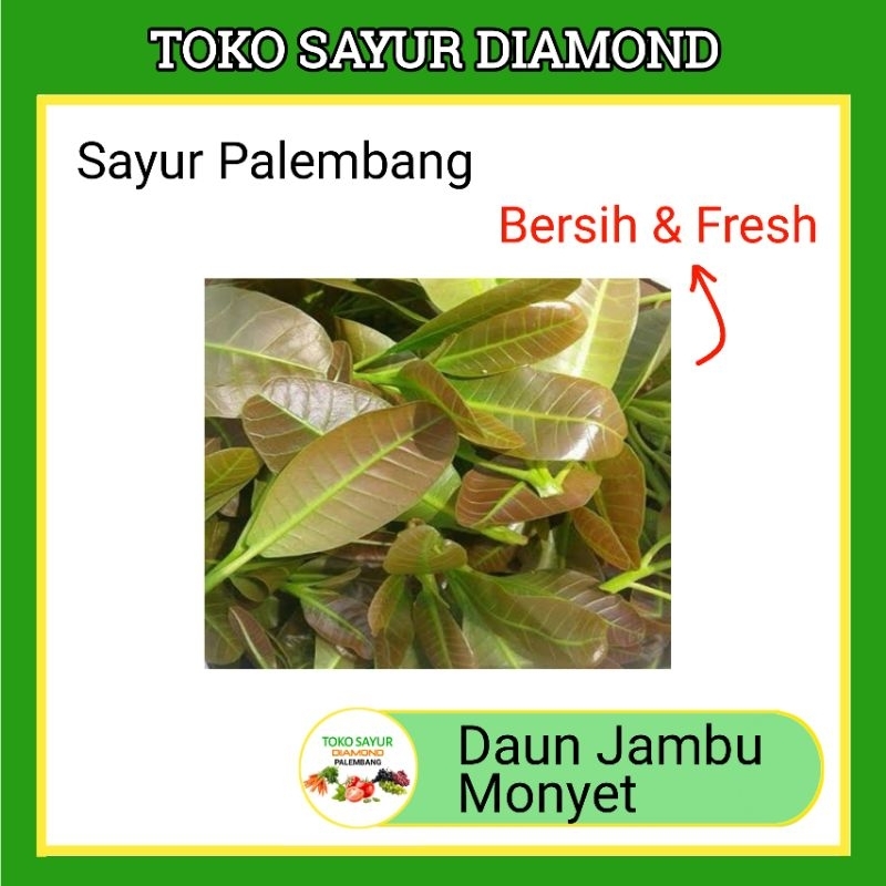 

Lalapan Jambu Monyet Per Ikat - Sayur Sayuran Segar Palembang