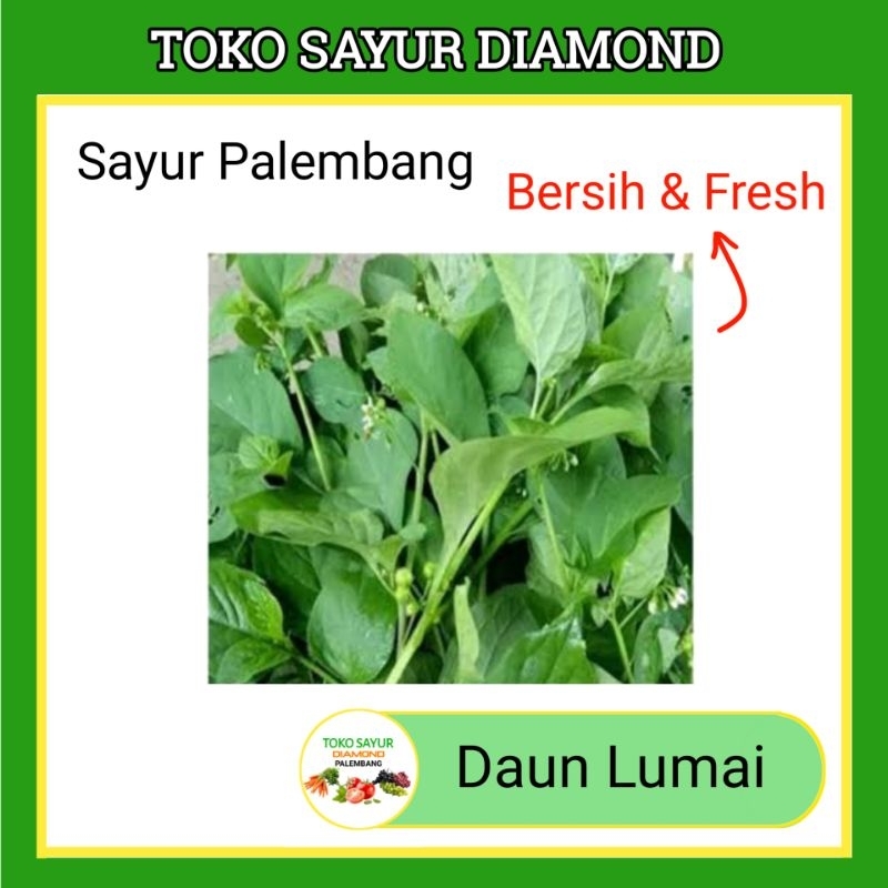 

Daun Lumai Lumay Per Ikat - Sayur Segar Palembang