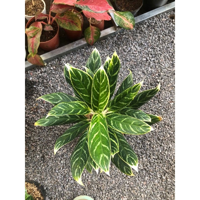 Aglaonema King Of Bambu
