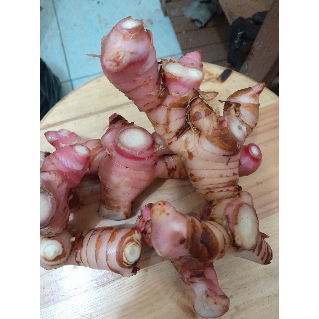 

PROMO!! Lengkuas Segar 500gam Pilihan Tua Laos 500gram Laja 100gram Termurah Galangal 500gram Organik Herbal