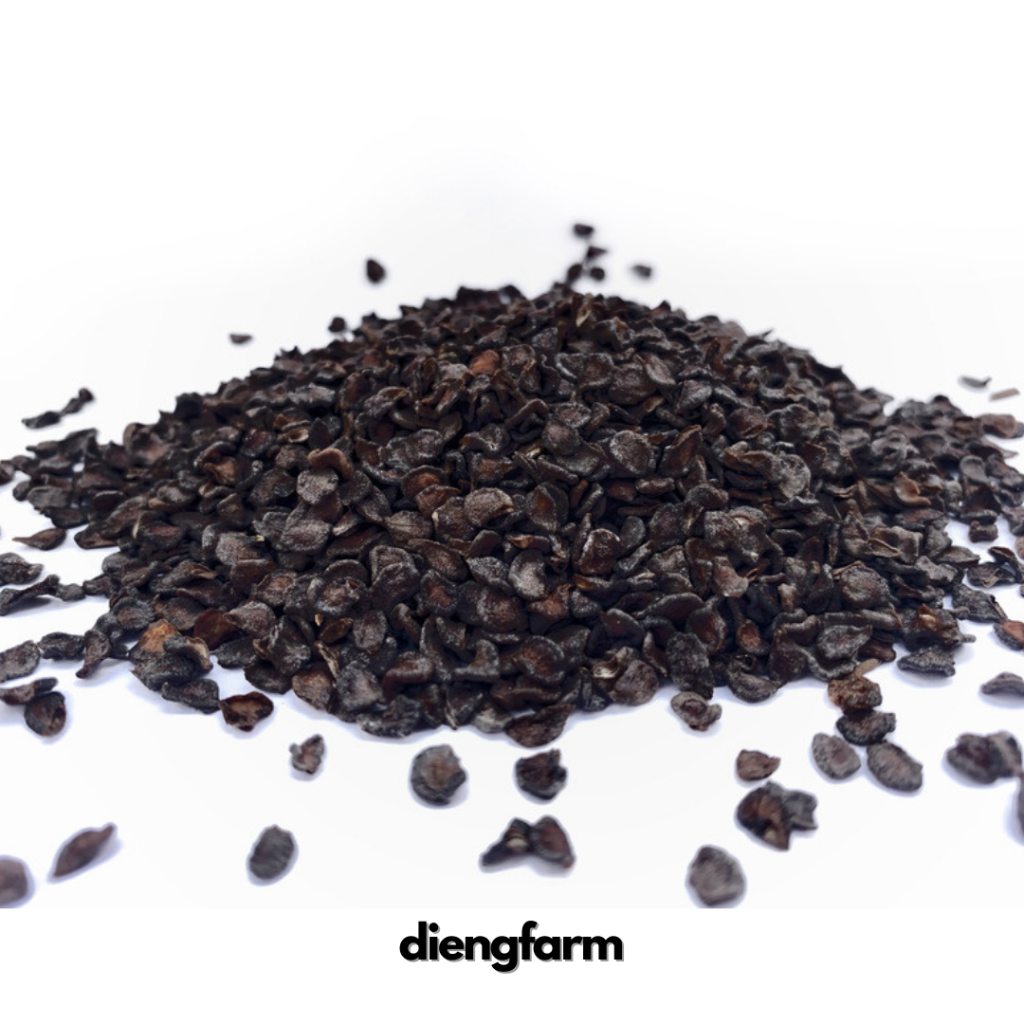 5 biji Benih cabe gendot/cabai dieng