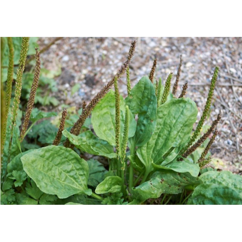 

Daun Ki Urat Segar 1 kg Daun Sendok Herbal Anti Asam Urat