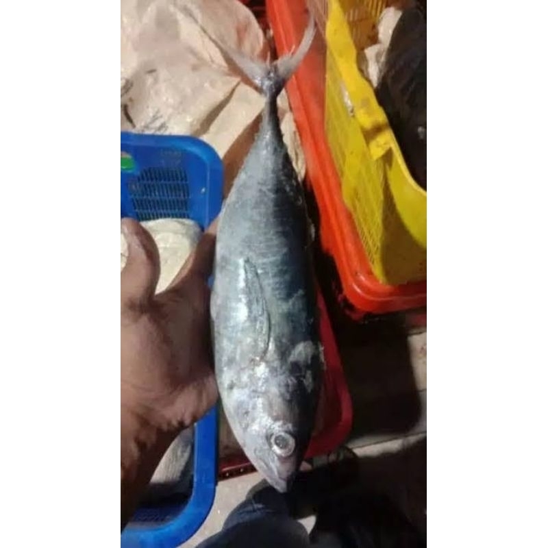 

Baby Tuna Segar !! murah !!!