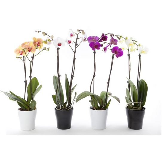 ANGBUL BUNGA KOLEKSI