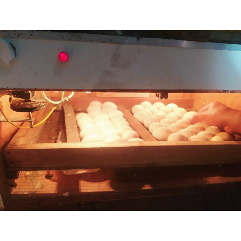 

TELUR FERTIL AYAM KUB FRESH siap ditetaskan isi 10 butir