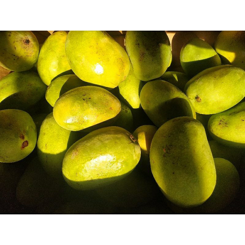 

Mangga madu / Mangga madu jawa