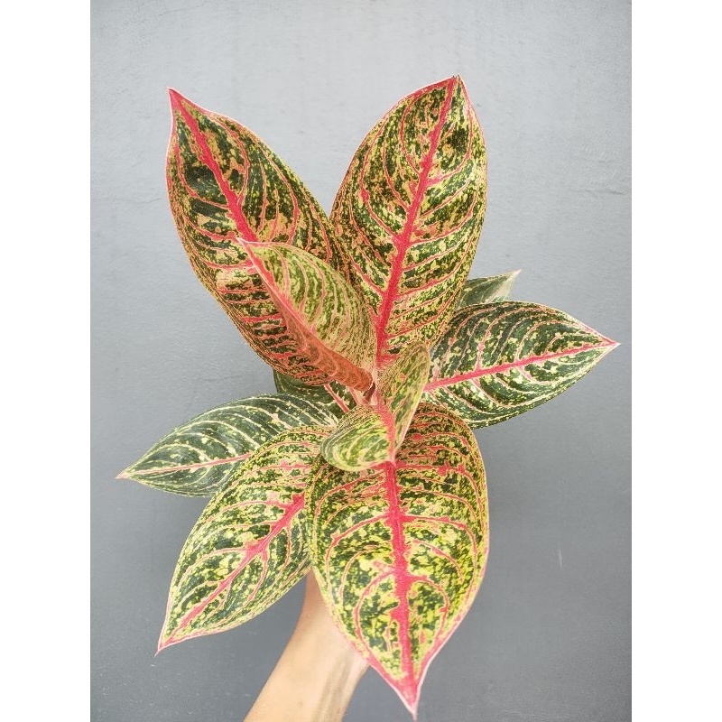 Aglaonema Diana