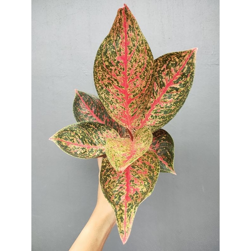 Aglaonema Tiara