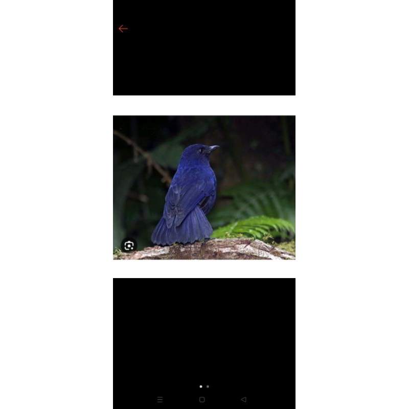 burung ciung wanara paruh hitam