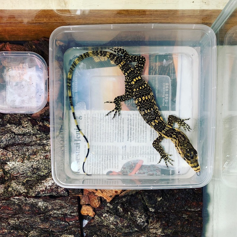 Reptile / Reptil - Varanus Salvator / Biawak Air - Jawa Sumbawa