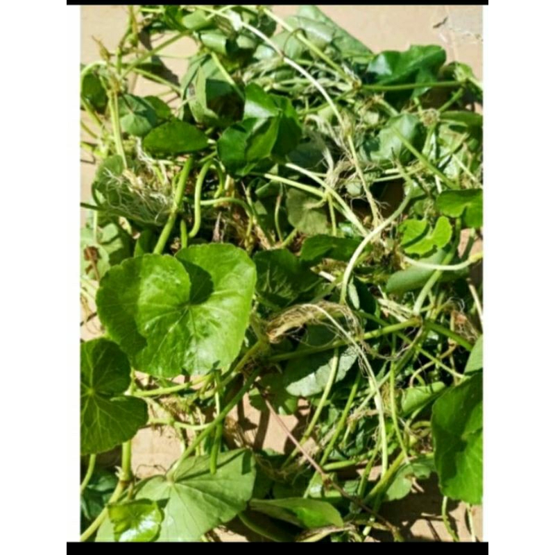 

Daun pegagan/antanan segar 1kg