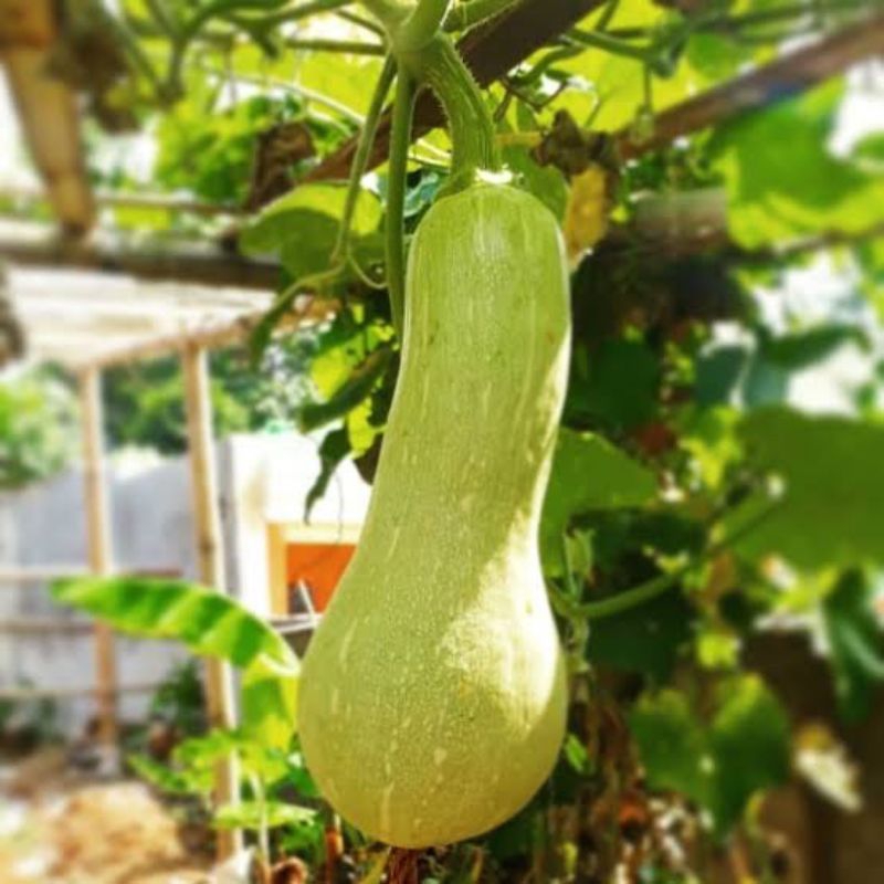 Bibit/biji Labu Madu Panjang