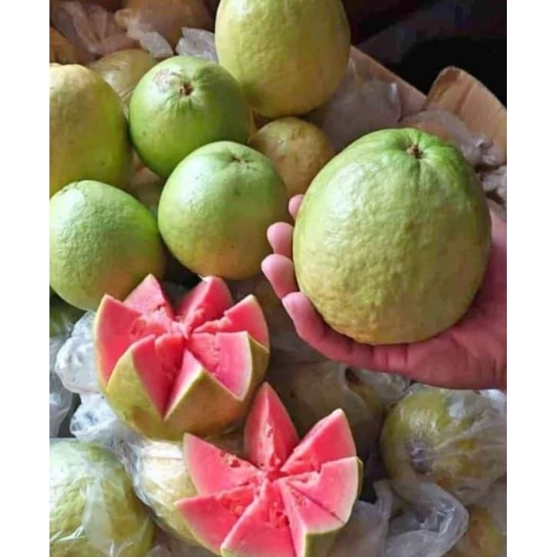 

Buah Jambu Biji Merah