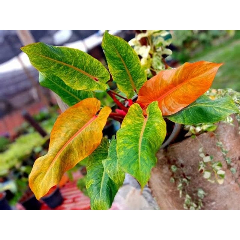 Tanaman Hias Philodendron Orange Marmalade Tricolor Original / Philo Orange Marmalade