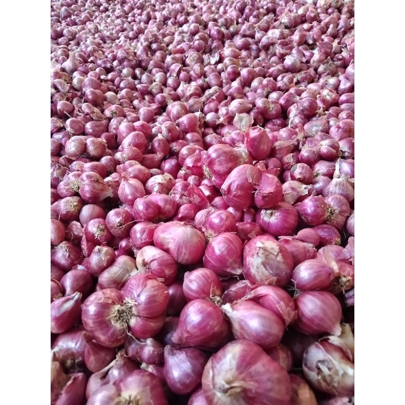 

Bawang merah super