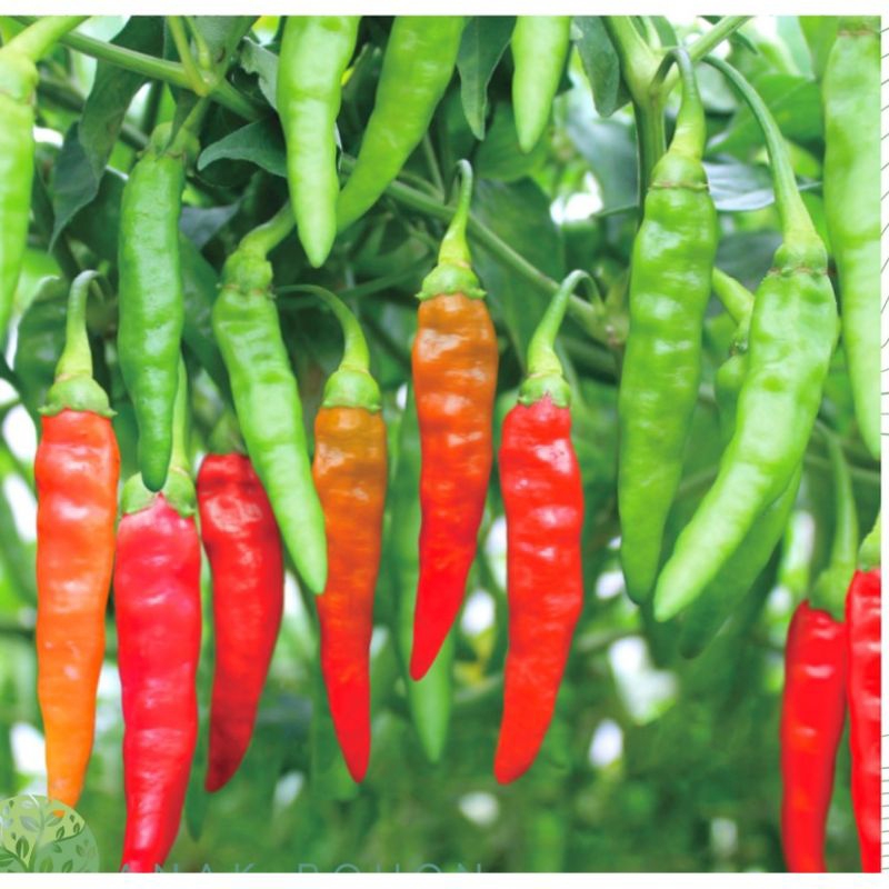 isi 25 biji benih/bibit tanaman cabe rawit hijau lojana