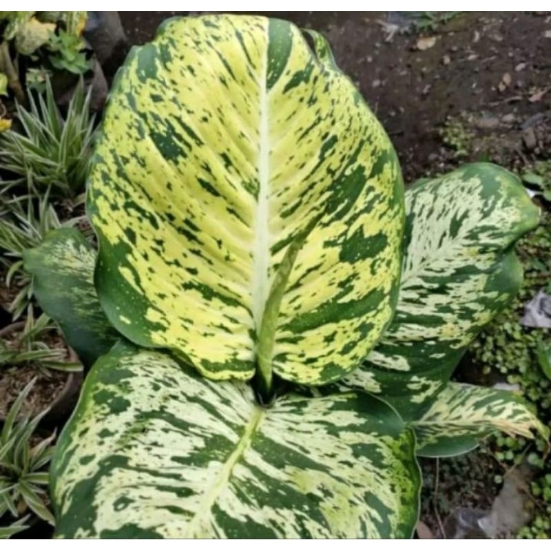 Tanaman Hias Diven Anggun Ayu Aglonema Remaja