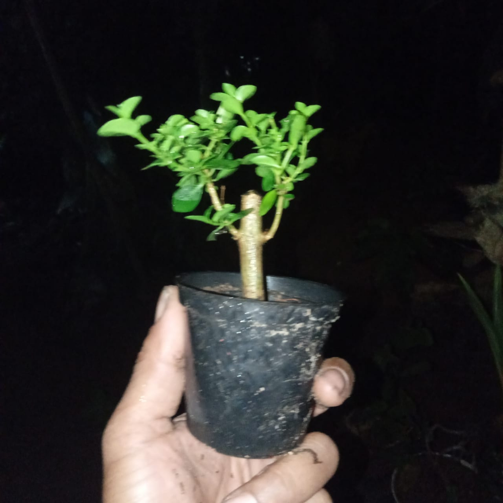 bonsai sancang siap pajang