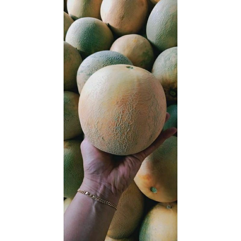 

Melon Madu