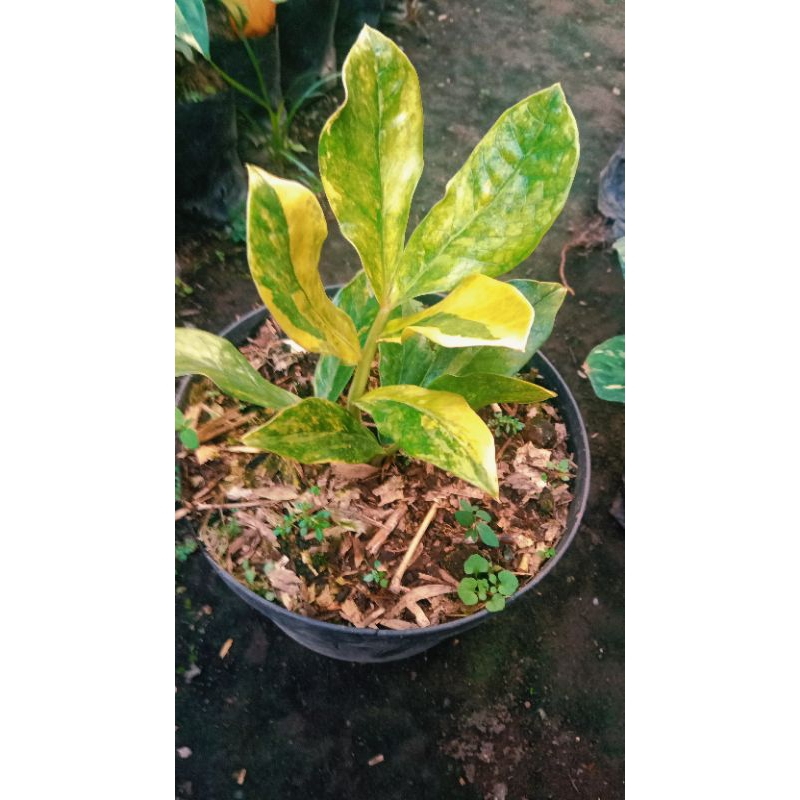 zamia varigata lokal