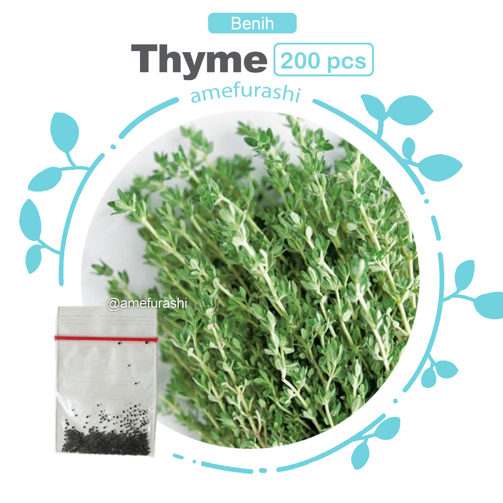 Amefurashi Bibit / 200 Benih / Herb Thyme Seed Thymus Vulgare