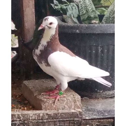 Burung Merpati/dara khusus blantong