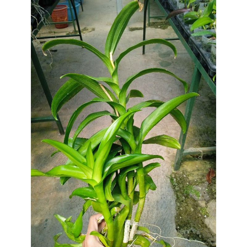 Dendrobium Pasca Berbunga