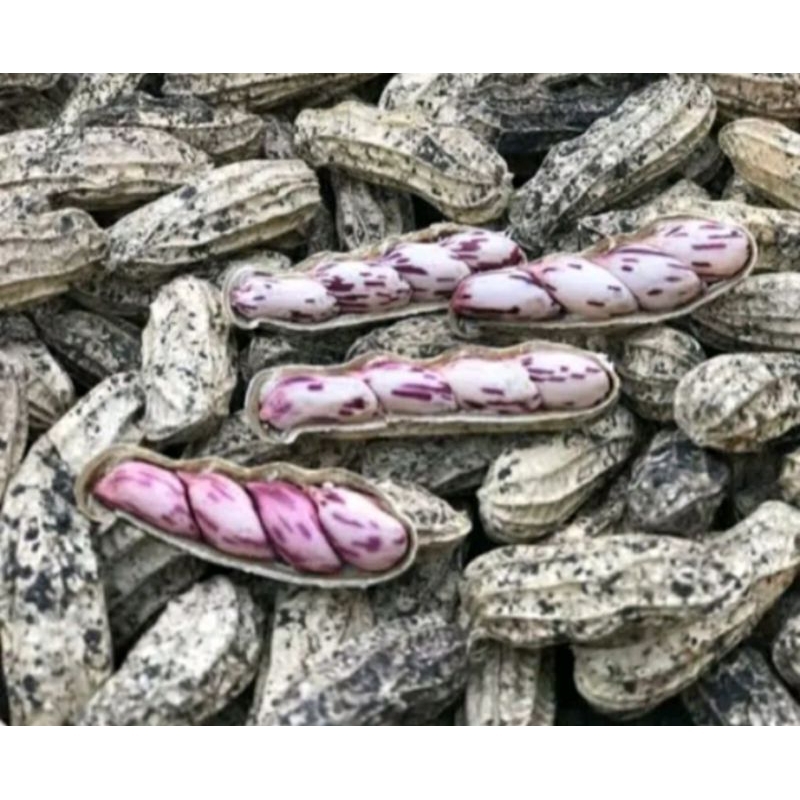 

Kacang tanah Lurik/Kacang MADU fresh