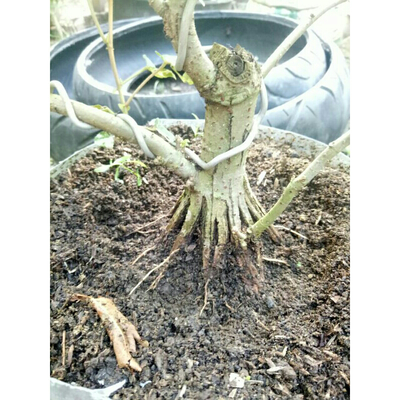 bahan bonsai waru varigata pecah batang