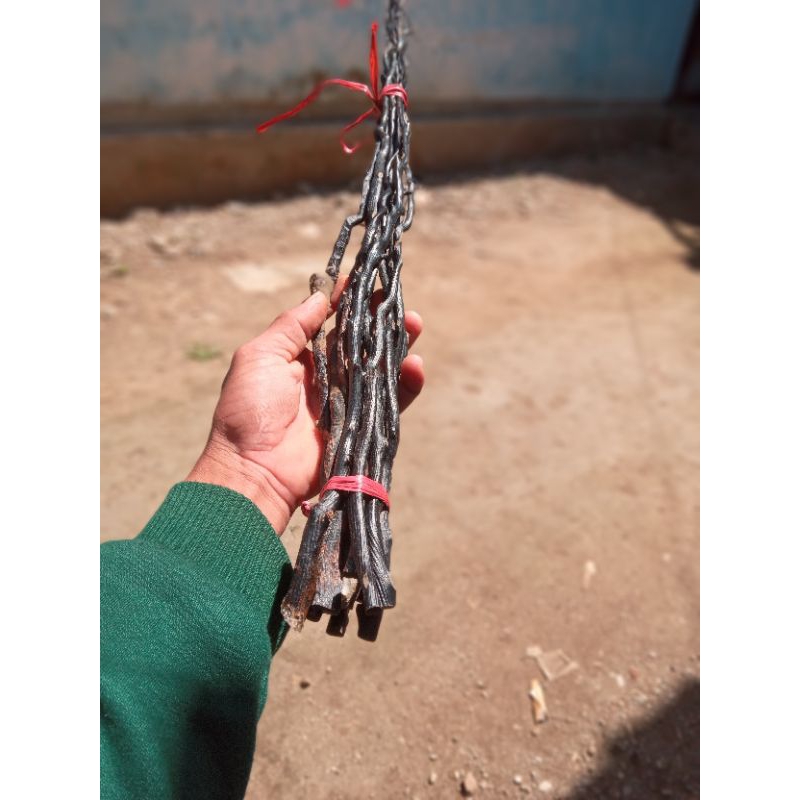 bahan akar bahar hitam