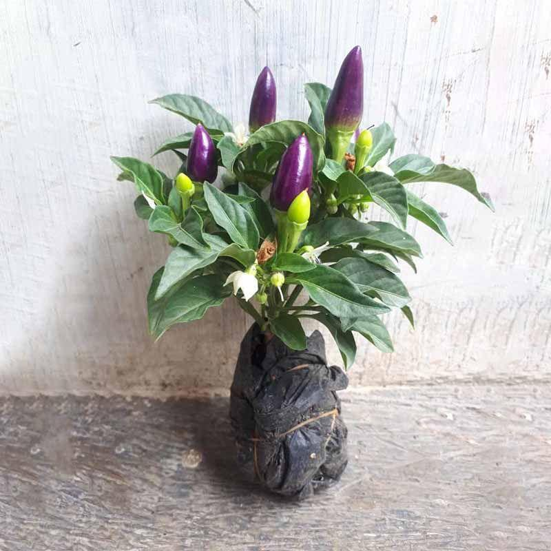 Mokilo43 Bibit Cabe Pelangi (Cabe Hias Super Cantik) (Cocok Ditaruh Pot)