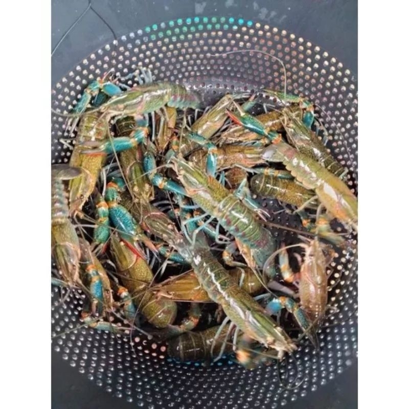 

Lobster air tawar 3inc-5 inc