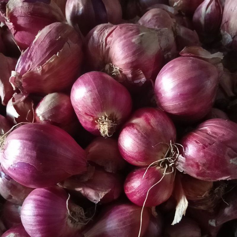 

bawang merah murah kering dan tahan lama
