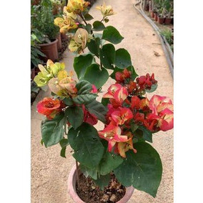 Bibit Tanaman Hias Bugenvil Citra Monduring ORIAN | Bougenville Citra Monduring Super Unggulan