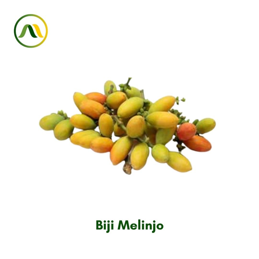 

Biji Melinjo 100g