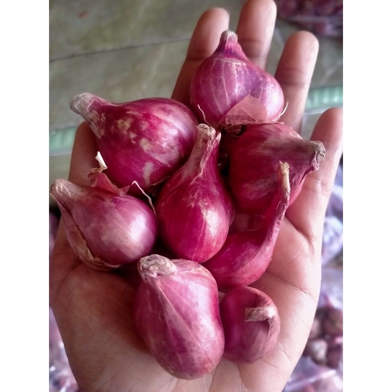 

bawang merah ngnjuk