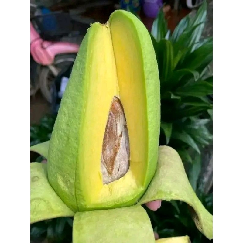 Bibit Alpukat Mentega Jumbo Hasil Okulasi Cepat Berbuah