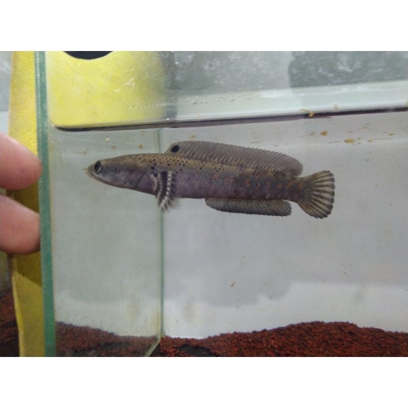 

Blue Pulcra (Mental Mangap")