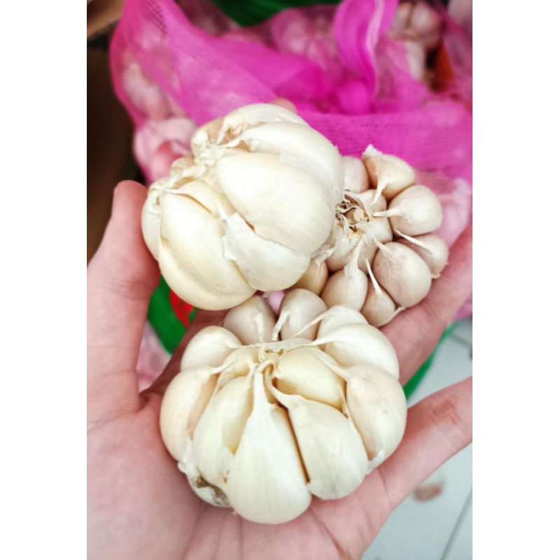 

BAWANG PUTIH SINCO 500 GRAM BERSIH BERKWALITAS
