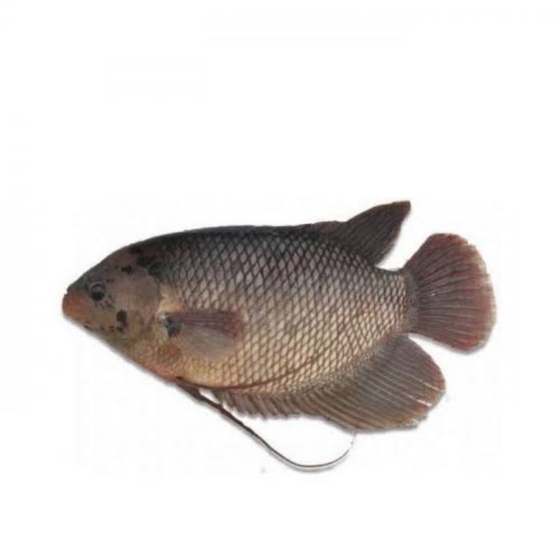 

IKAN GURAMI / IKAN SEGAR