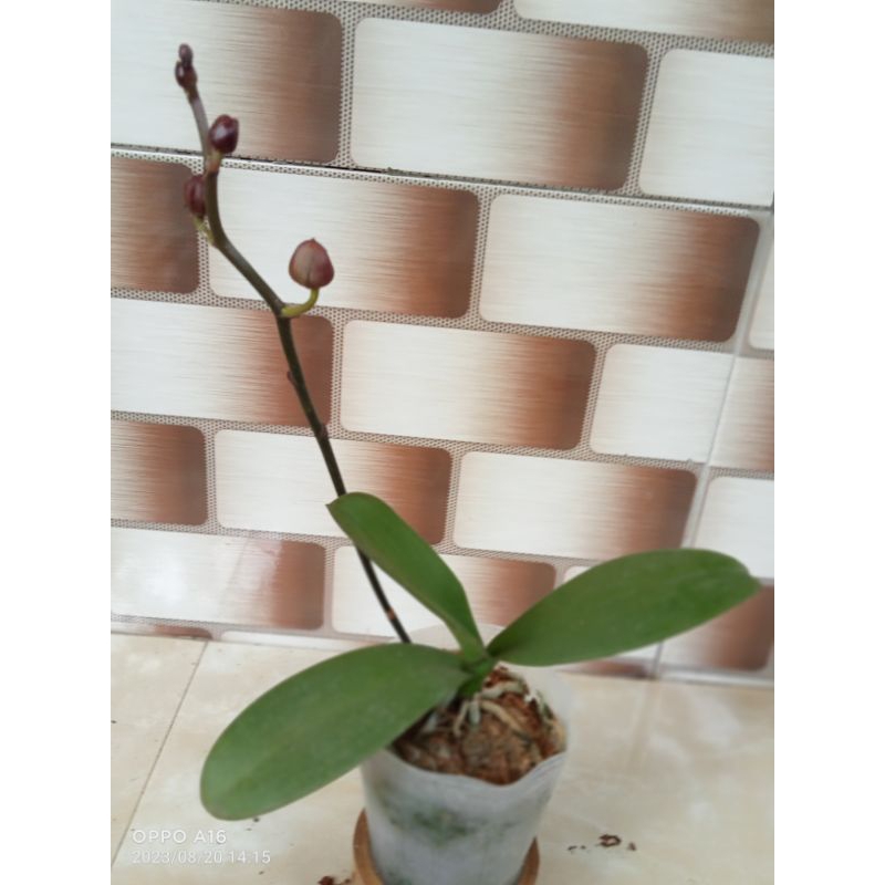 angbul knop