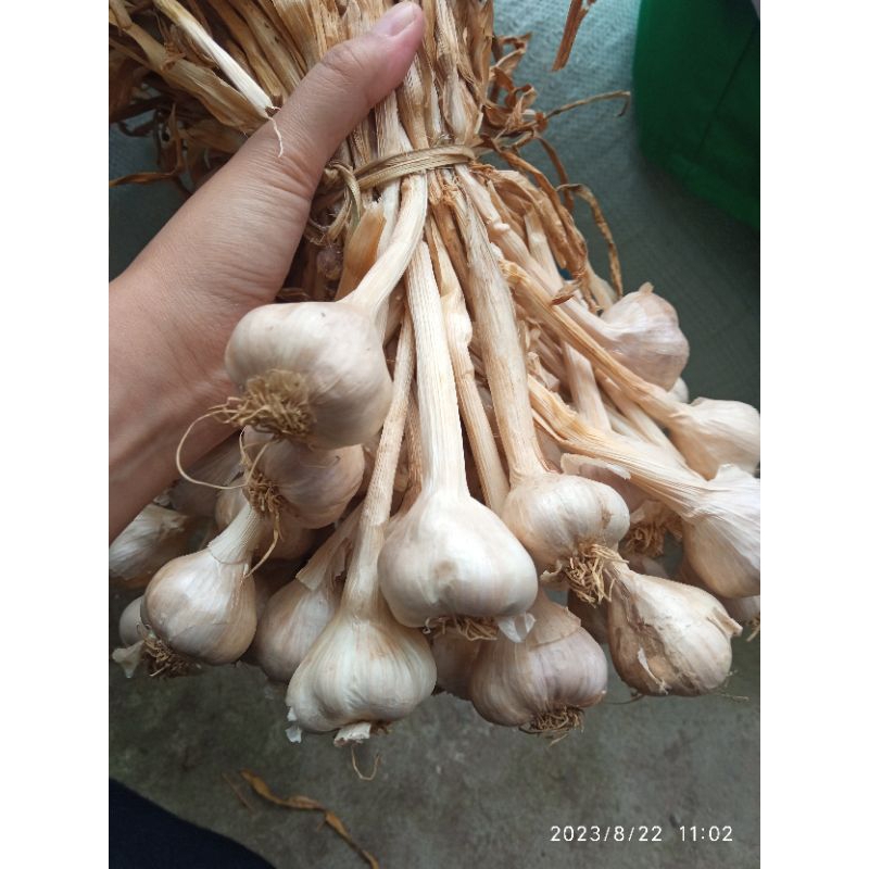 

BAWANG PUTIH LOKAL JAWA TEMANGGUNG SUMBING 1000GR