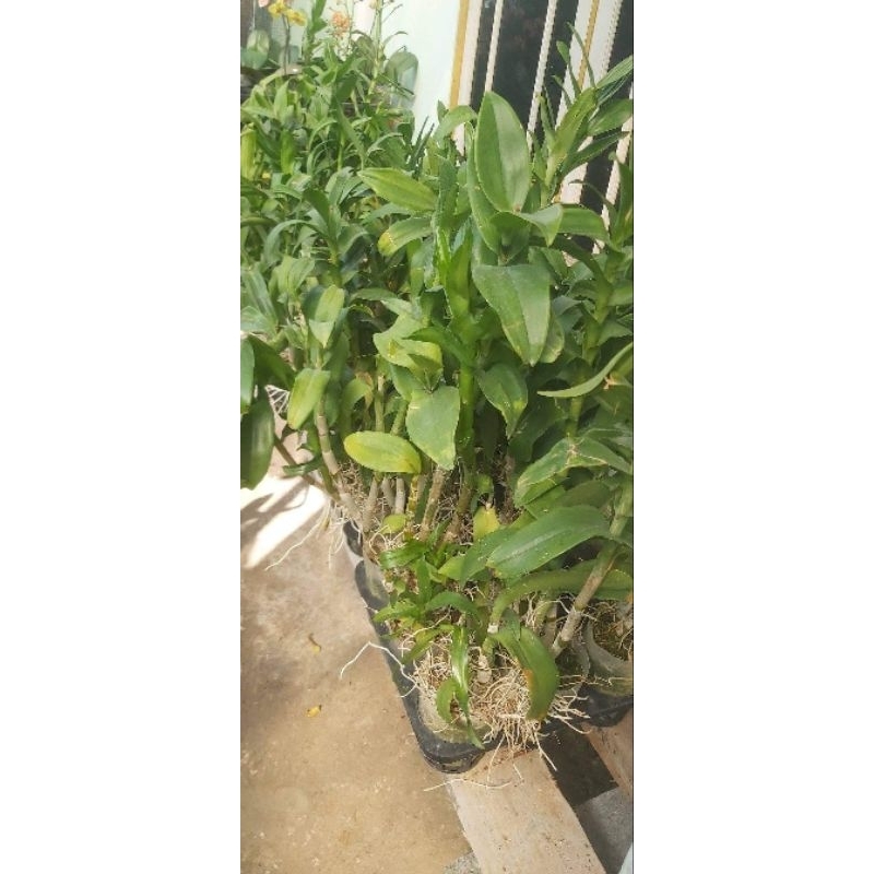 ANGGREK RIMBUN SIAP PAJANG ASLI RAWATAN KEBUN
