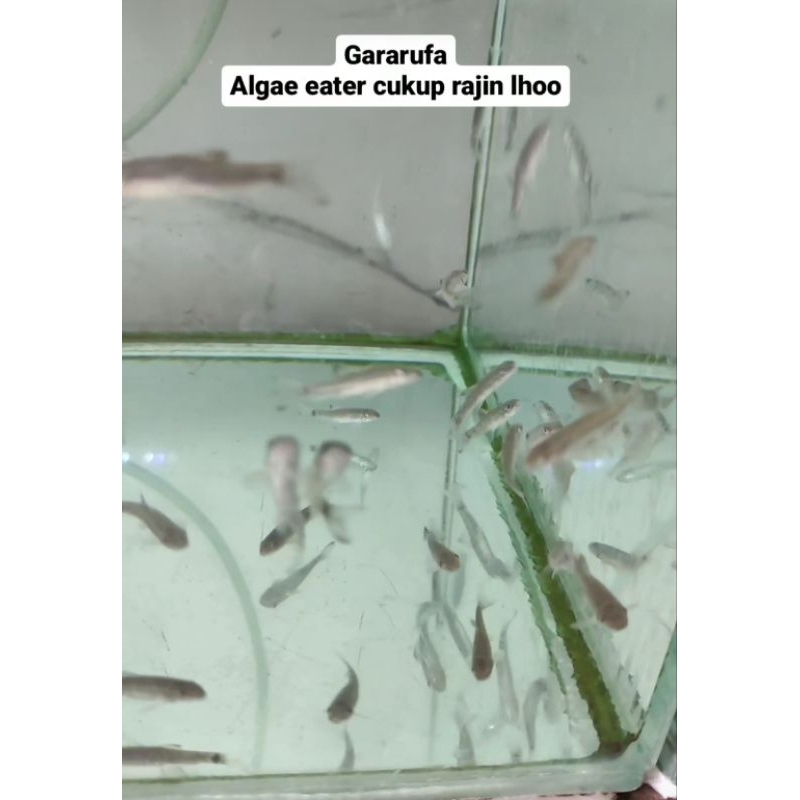 Sticker Ikan Gararufa / Algae Eater