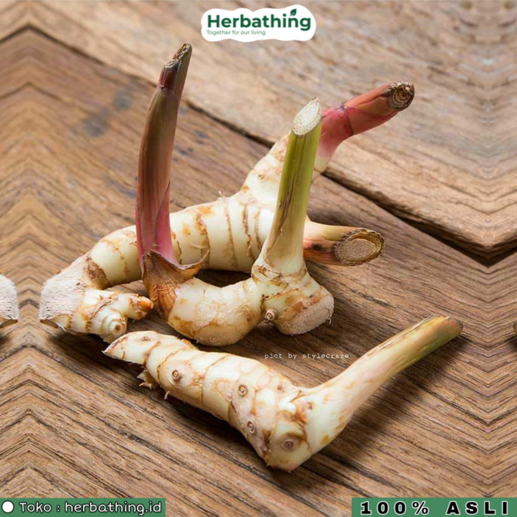 

Lengkuas Segar 1 kg | Laos Segar Asli Fresh 1kg Lengkuas Asli Laos JSR Rimpang JSR Rempah JSR