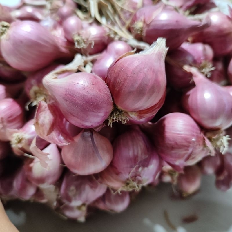 

Bawang merah Brambang super Bawang pilihan