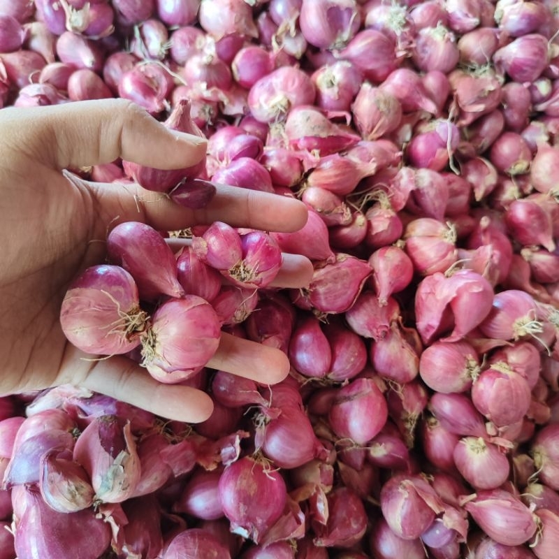 

Bawang merah pilihan Brambang super