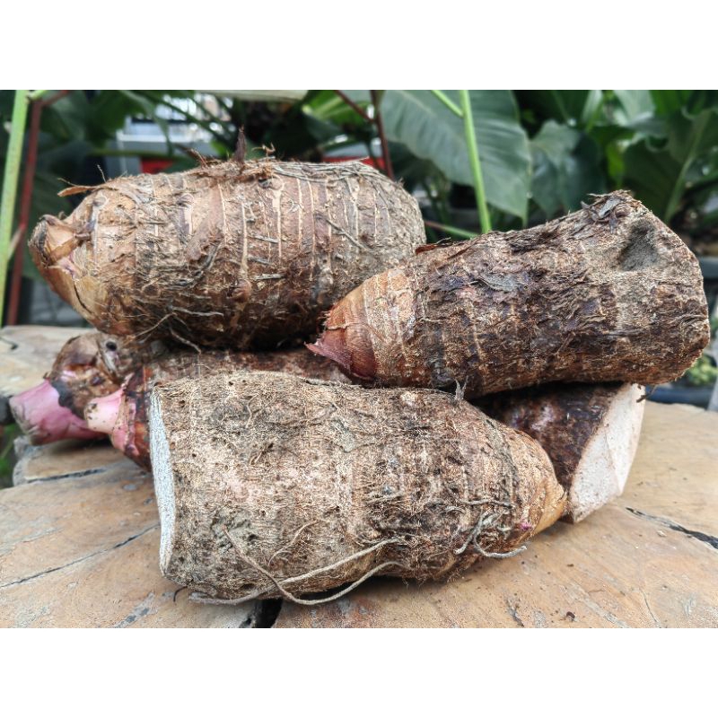 

BANTUL UNGU SUPER/4 KG