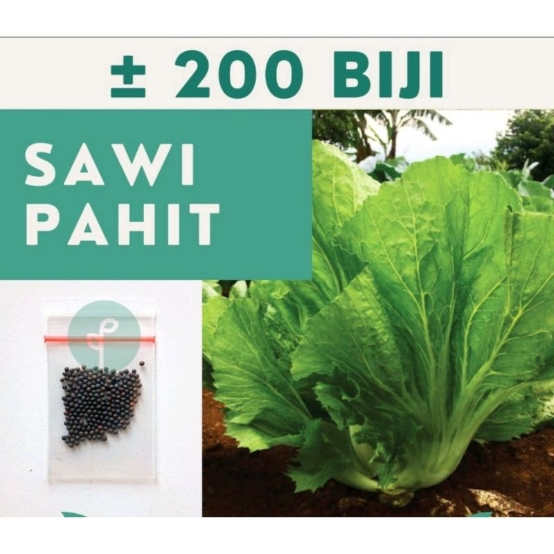 GDN012 // ±200 Benih Bibit Sawi Benih Sawi Pahit Sayuran Sawi Majapahit Unggul Bintang Asia